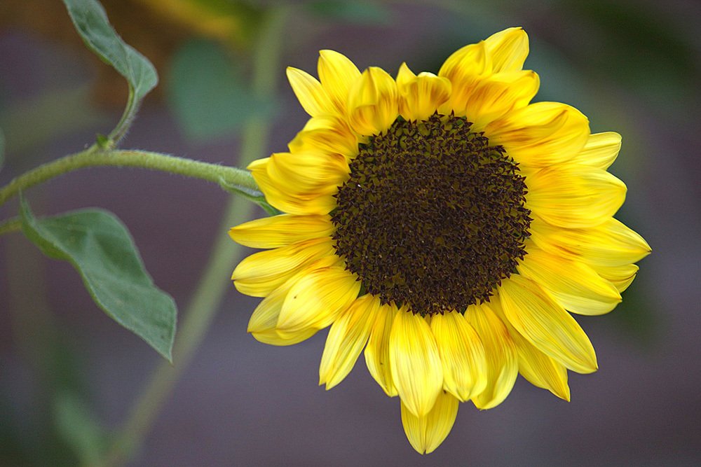 Photograph by Nina Pugach