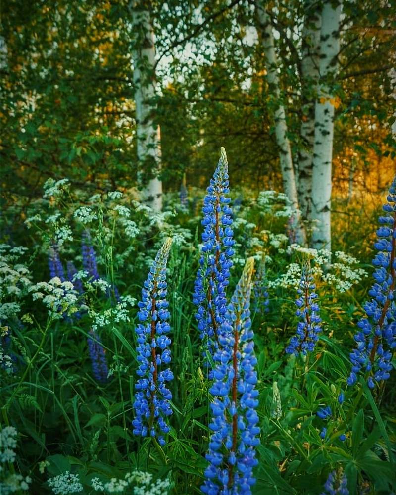 Photograph by Анна Каменева