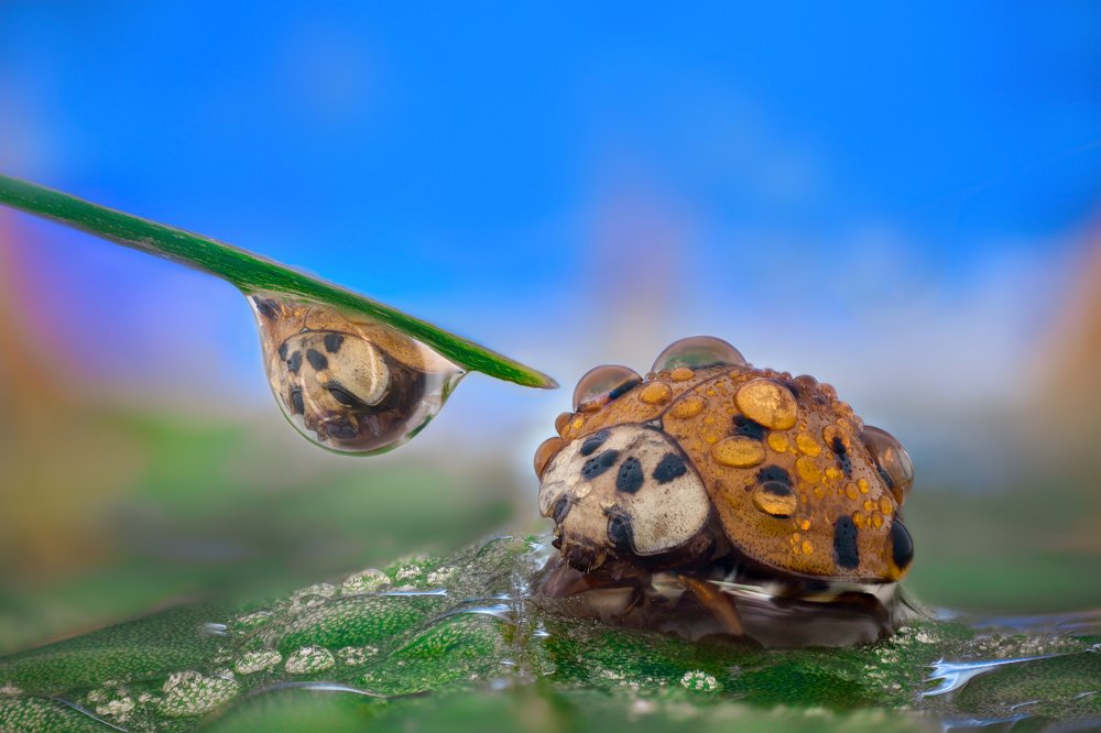 Photograph by Tsvetan Ganev