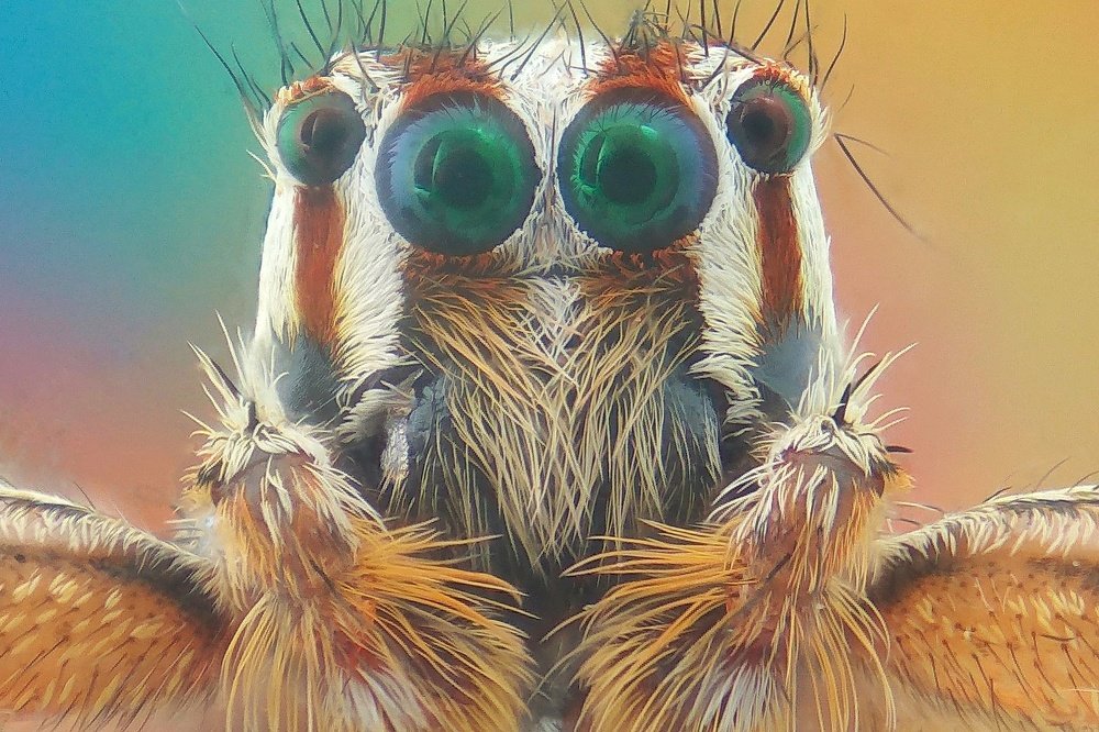 Фотография автора Y.P Agung