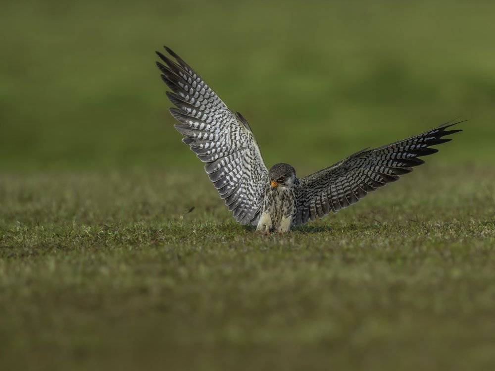 Photograph by Anindita Datta Muhuri