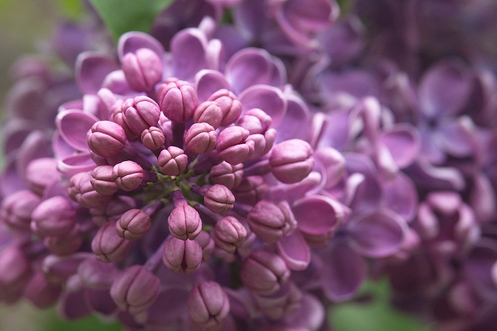 Photograph by Nina Pugach