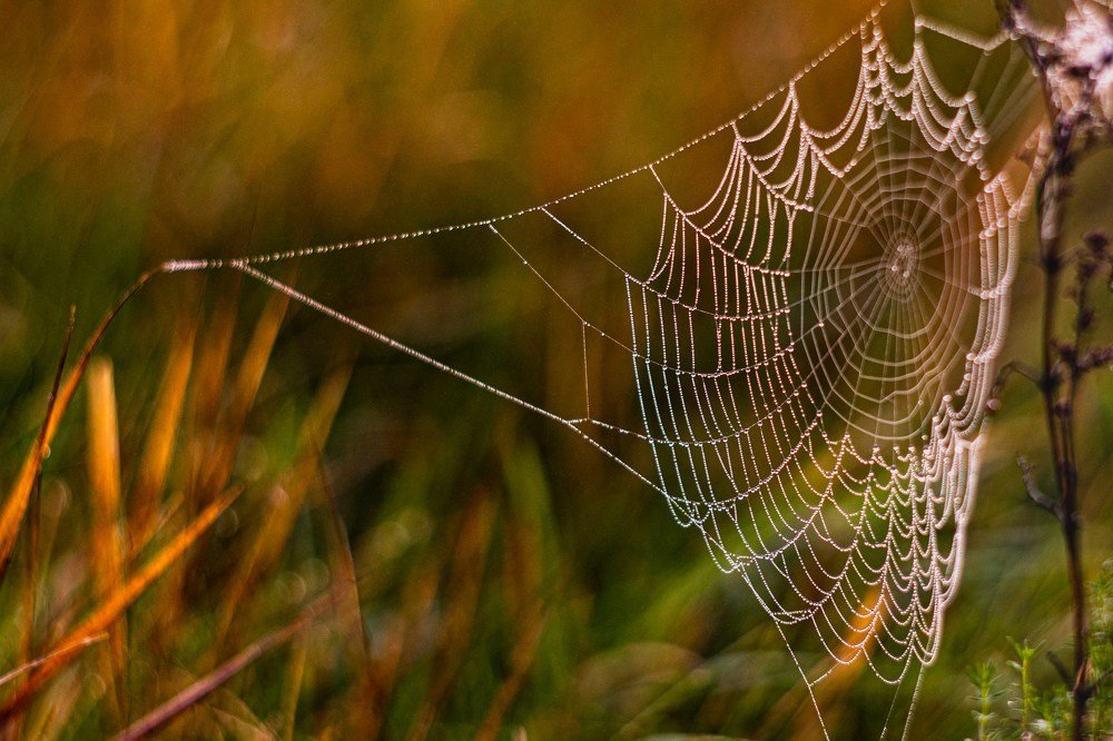 Photograph by mikhail goryachev