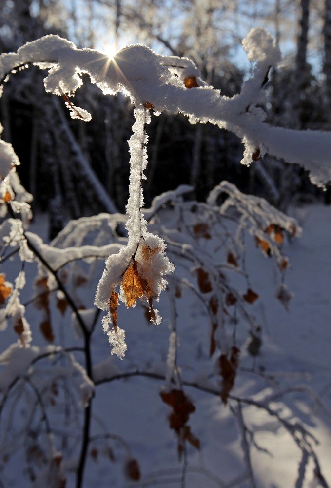 В лучах зимнего солнца..