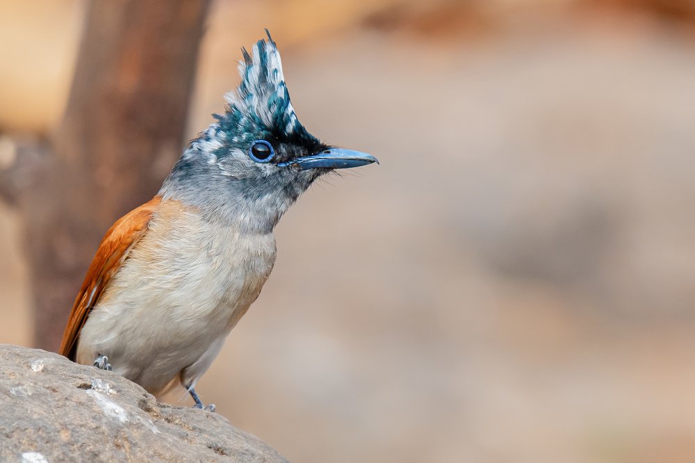 Photograph by Suman Paul