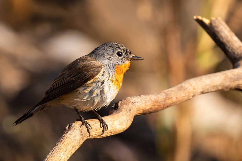 Photograph by Suman Paul