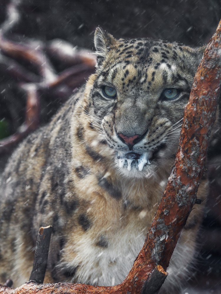 Photograph by Олег Богданов