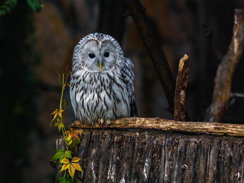 Photograph by Олег Богданов