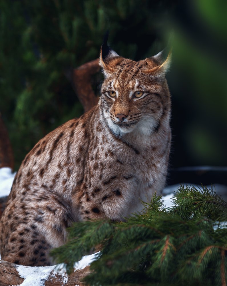 Photograph by Олег Богданов