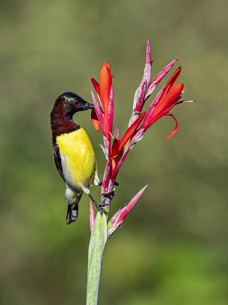 Photograph by Suman Paul