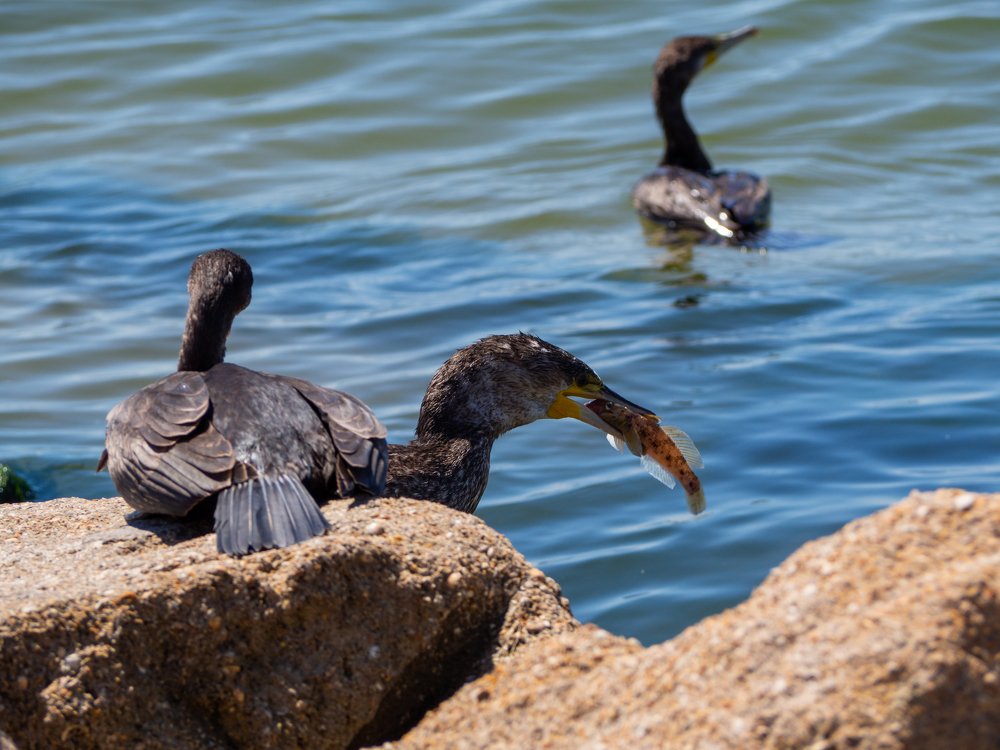 Фотография автора Александр Кротков