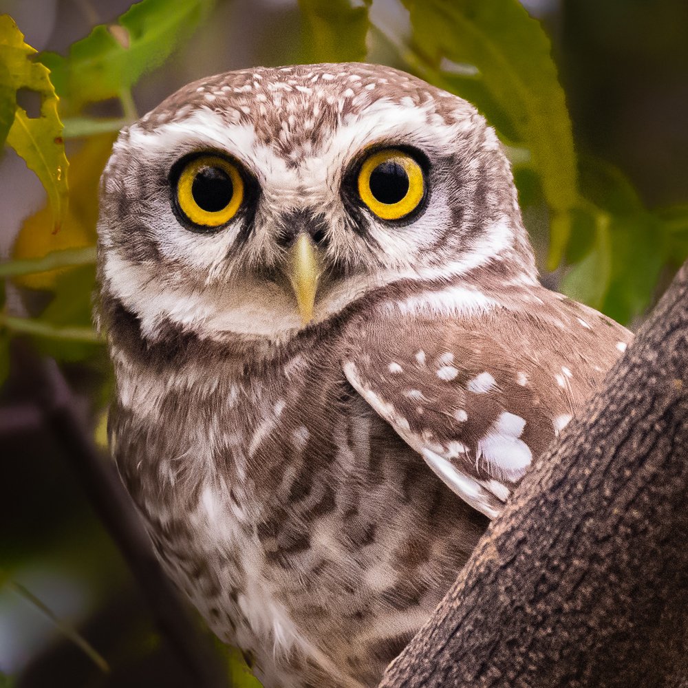 Фотография автора Gopal Sutar