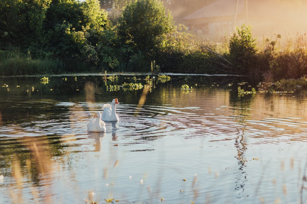 Photograph by irene anucci