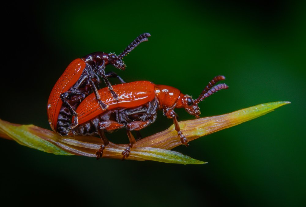 Photograph by Shakti brata Bhattacharjee