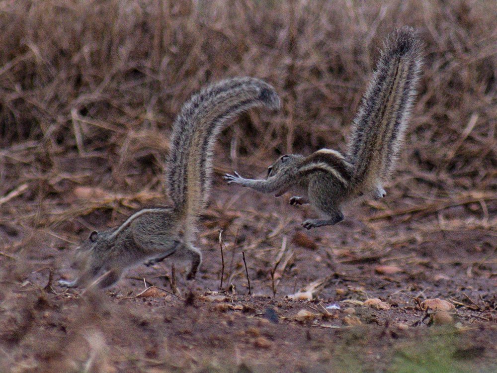 Indian palm squirrel