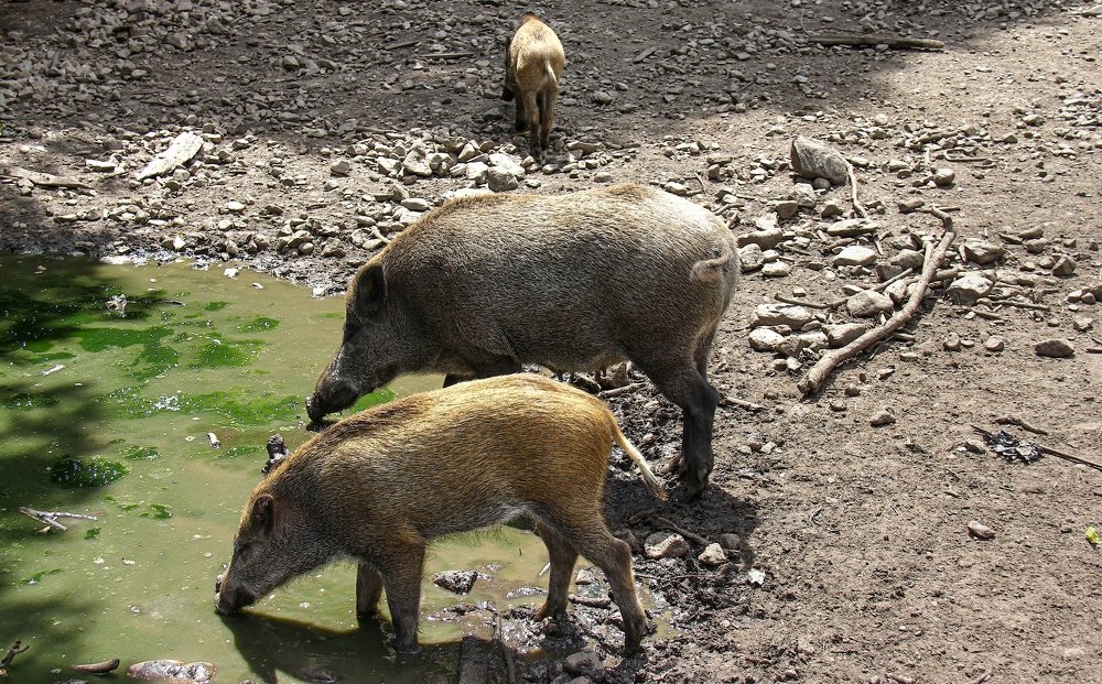 Фотография автора Nepran Vyacheslav