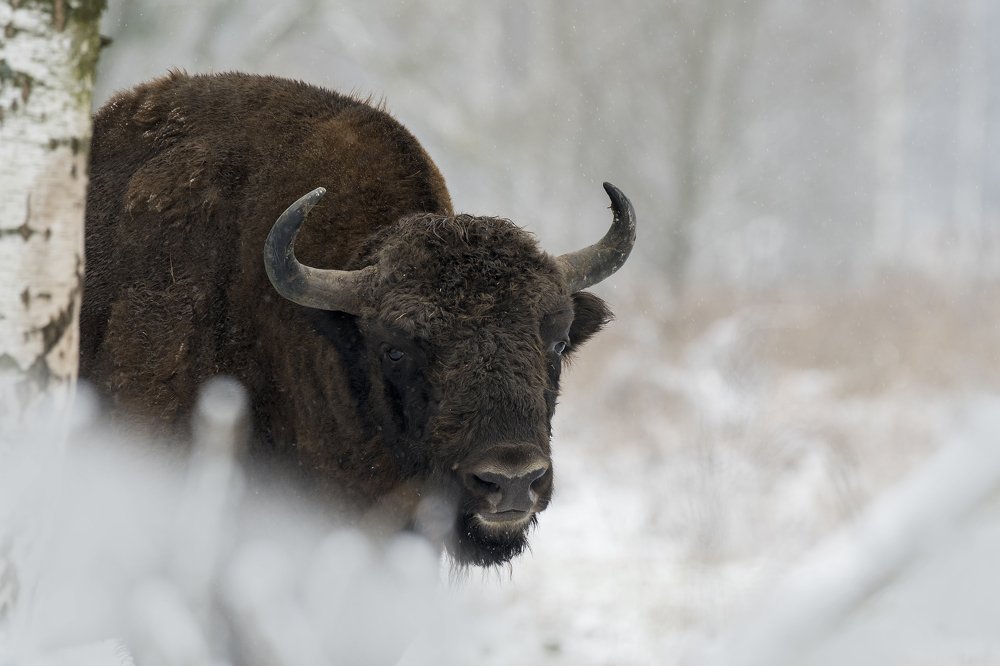 Winter chilled bison