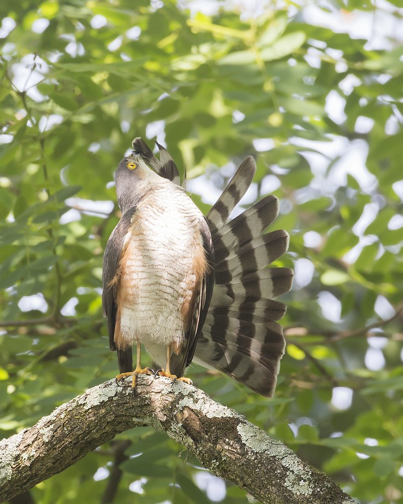 Photograph by Jefferson R O Silva