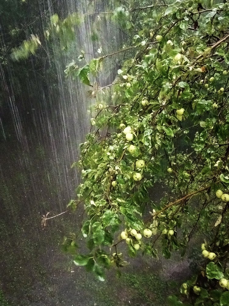 Ливень. Яблоки.