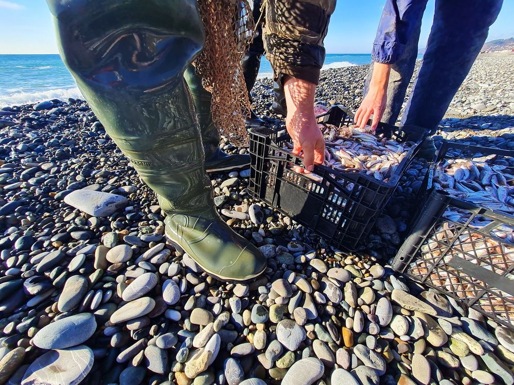 Барабулька идет