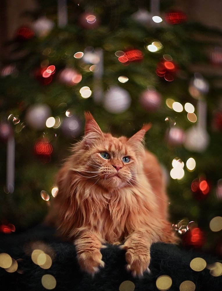 Рождественская история)