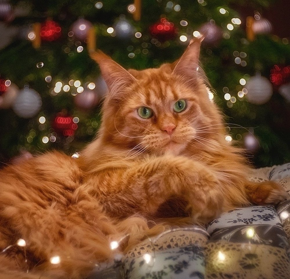 Уютный вечер