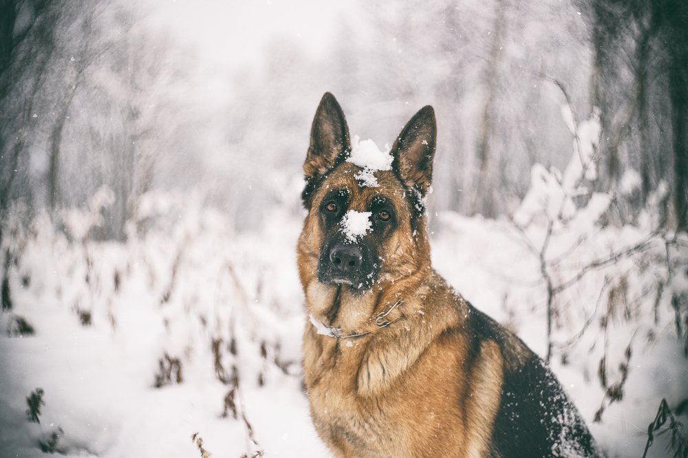 Photograph by ЕВГЕНИЙ СКАЛОЗУБОВ