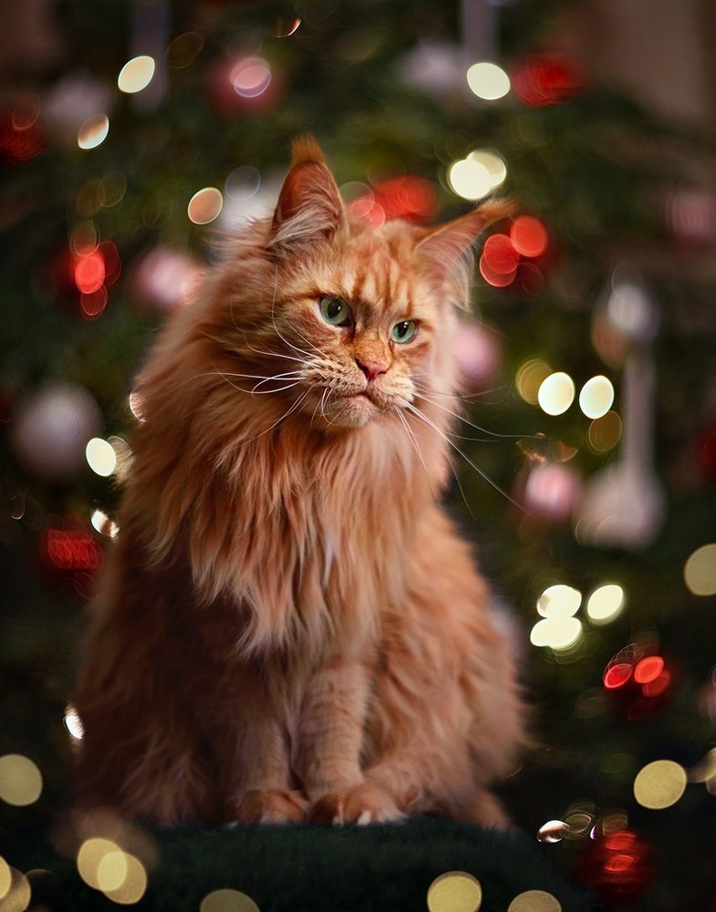 Не праздничное нестроение