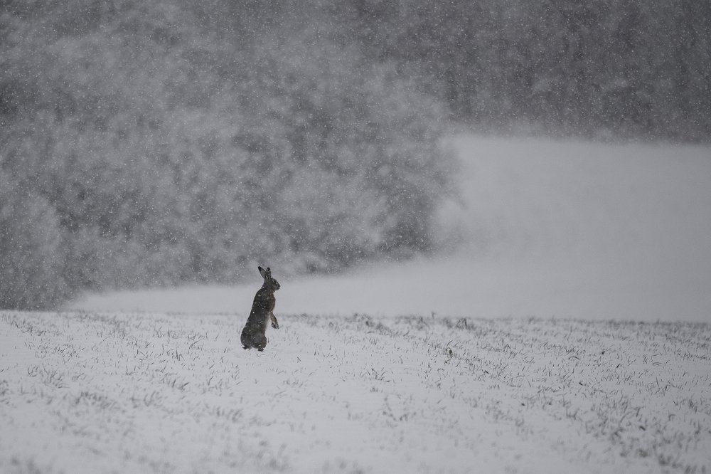 Photograph by Ernestas Balcikonis