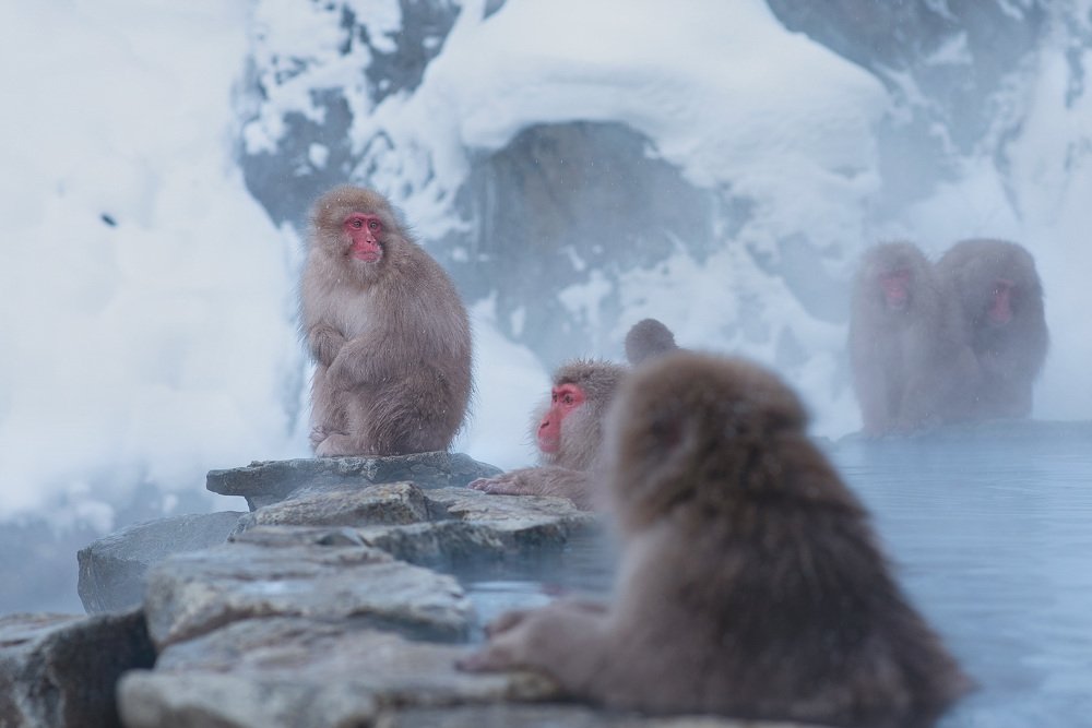 Snow monkey