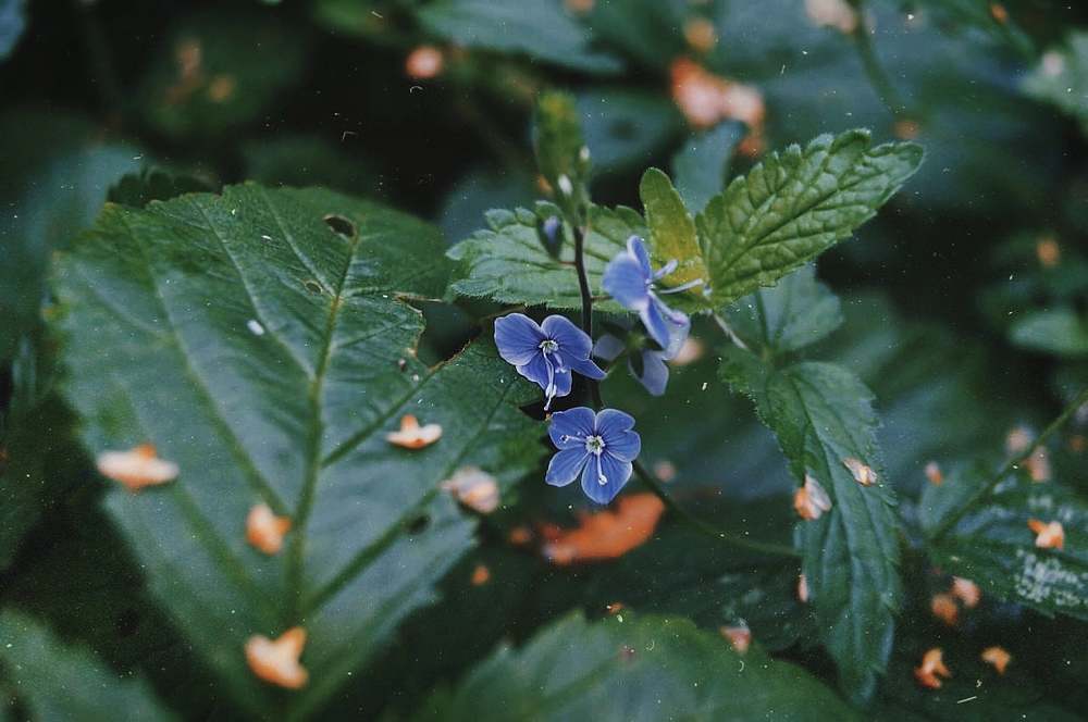 Photograph by Анна Каменева