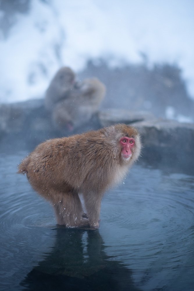 Snow monkey