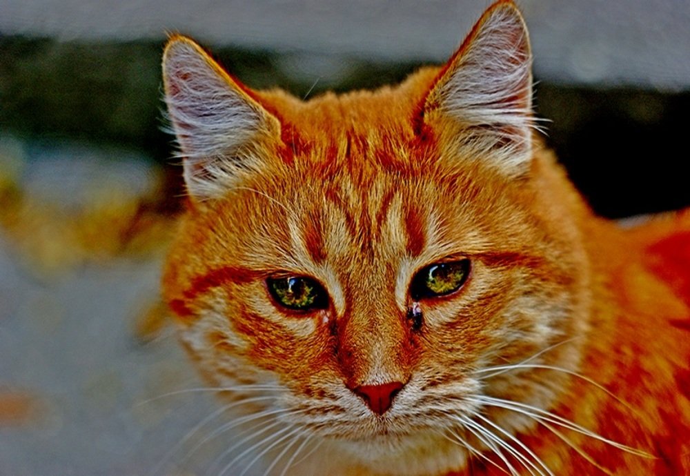 Photograph by Евгений Бригиневич - Снежин