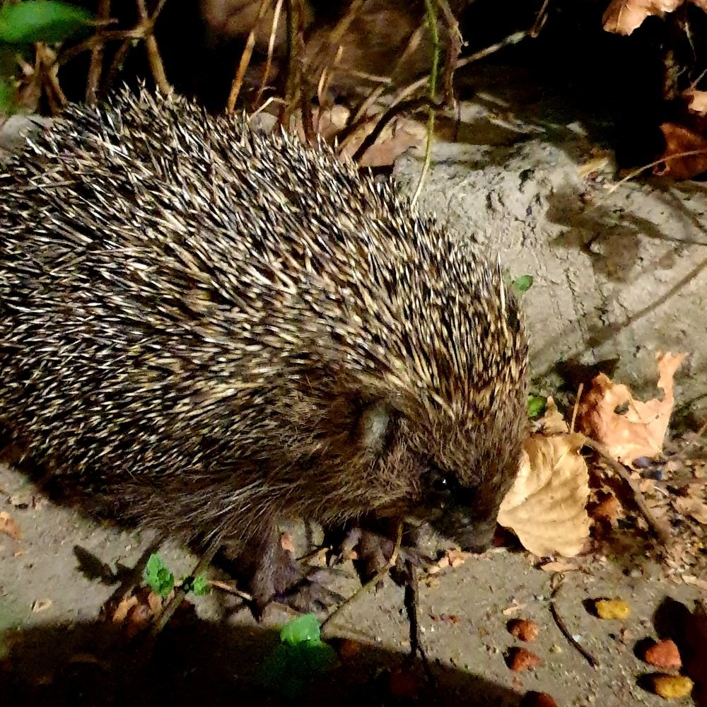 Ёжик