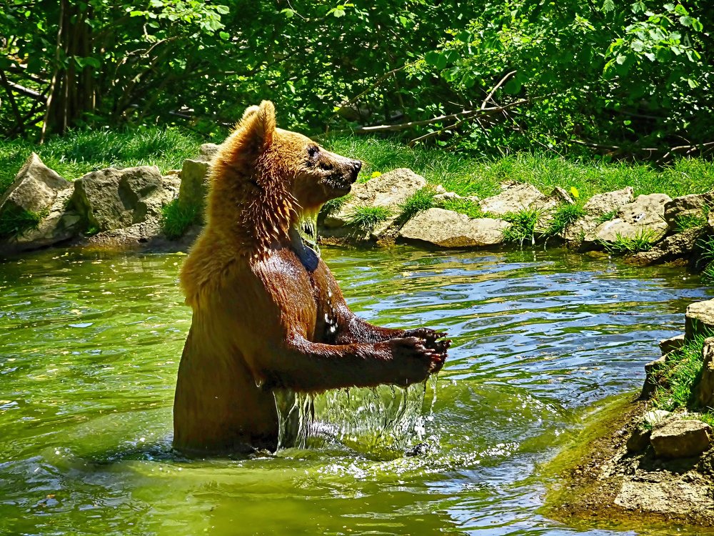 Teddy bear: what a good bath!