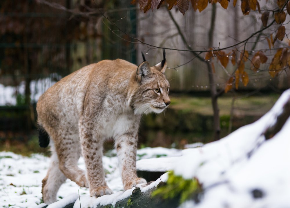 Рысь обыкновенная