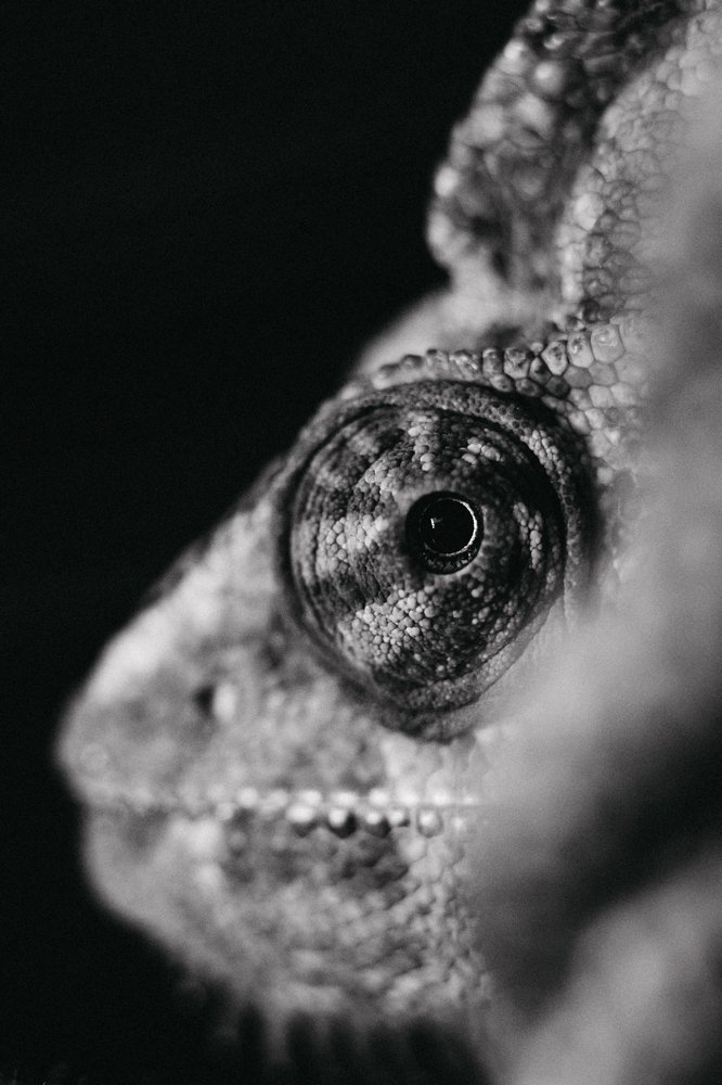 Photograph by Irena Raduga