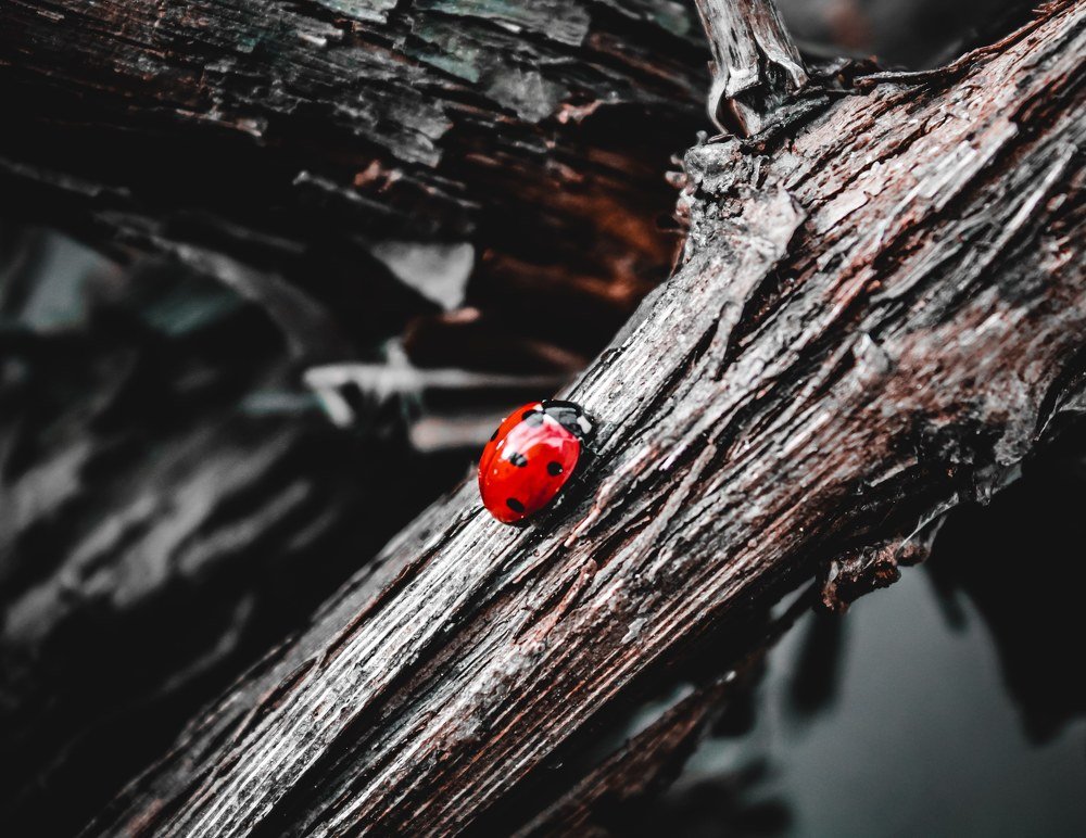 Photograph by Татьяна Слободчикова