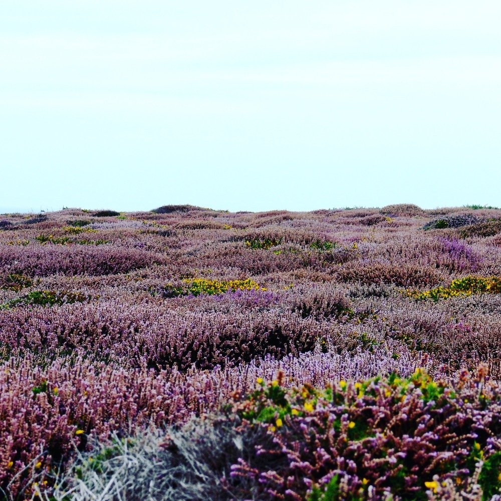 Fields on Lavender