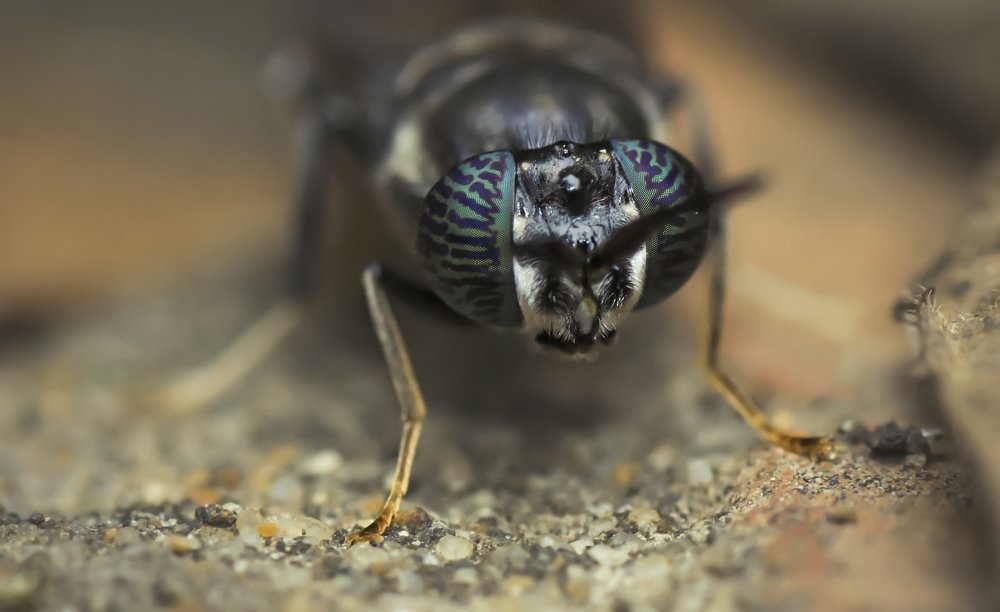 Photograph by Тараненко Анжелика
