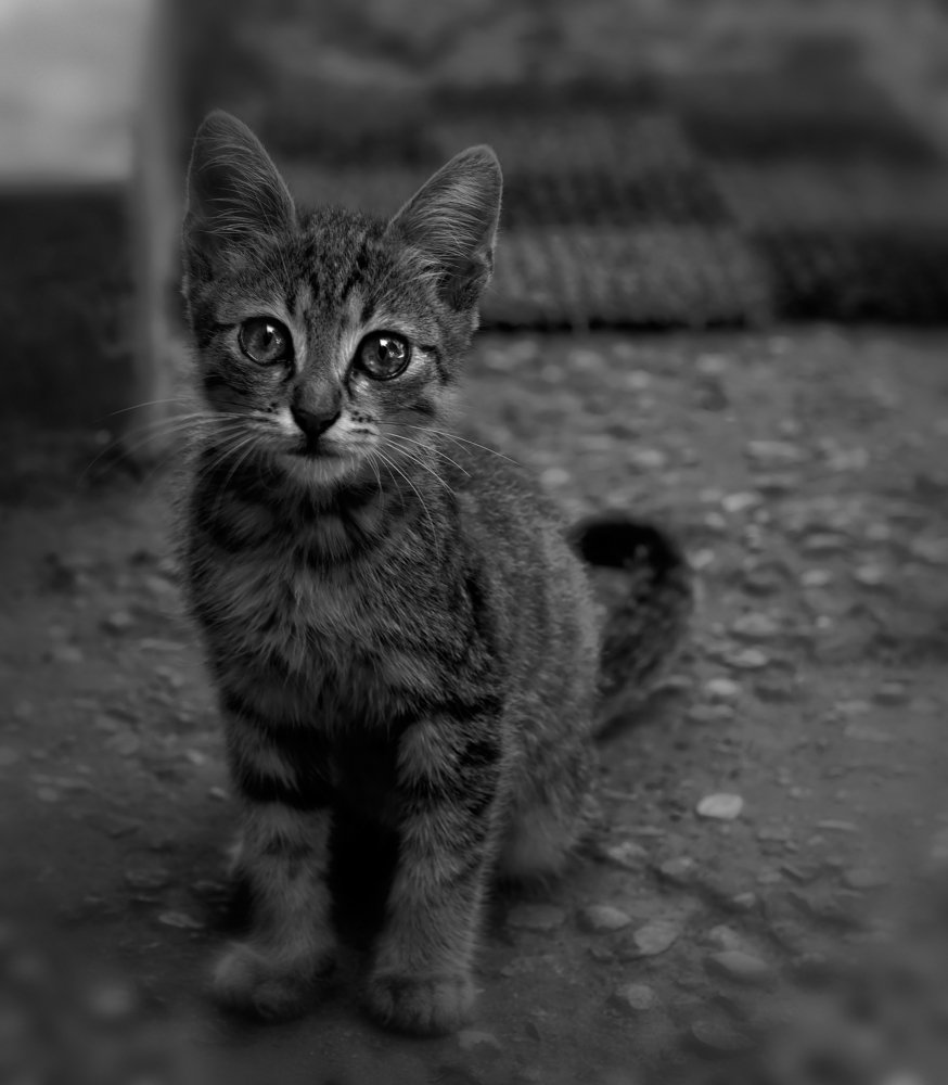 Photograph by Тараненко Анжелика