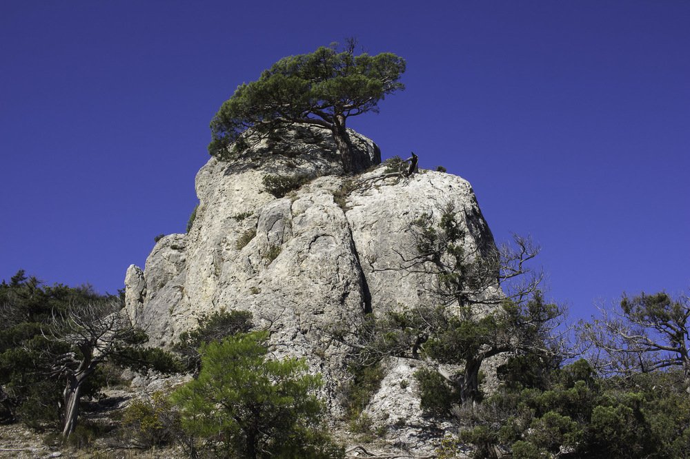 Сосна Станкевича