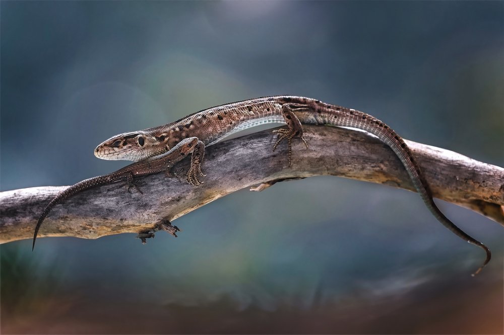 Мать и дитя