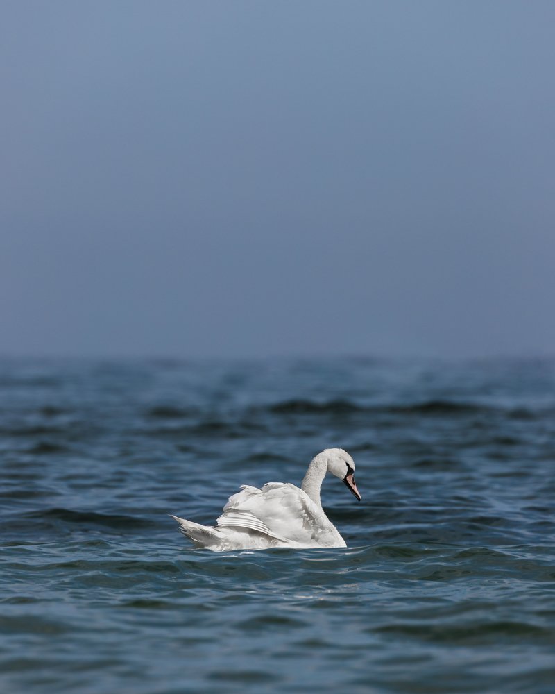 Photograph by Oleksandr Troitskyi