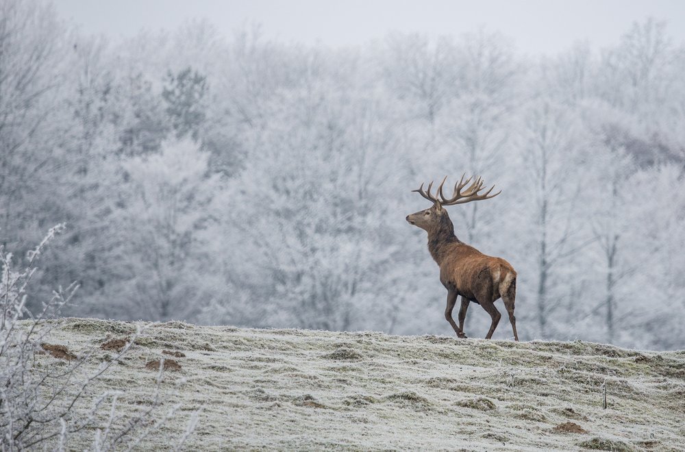Фотография автора Iulian Vieru