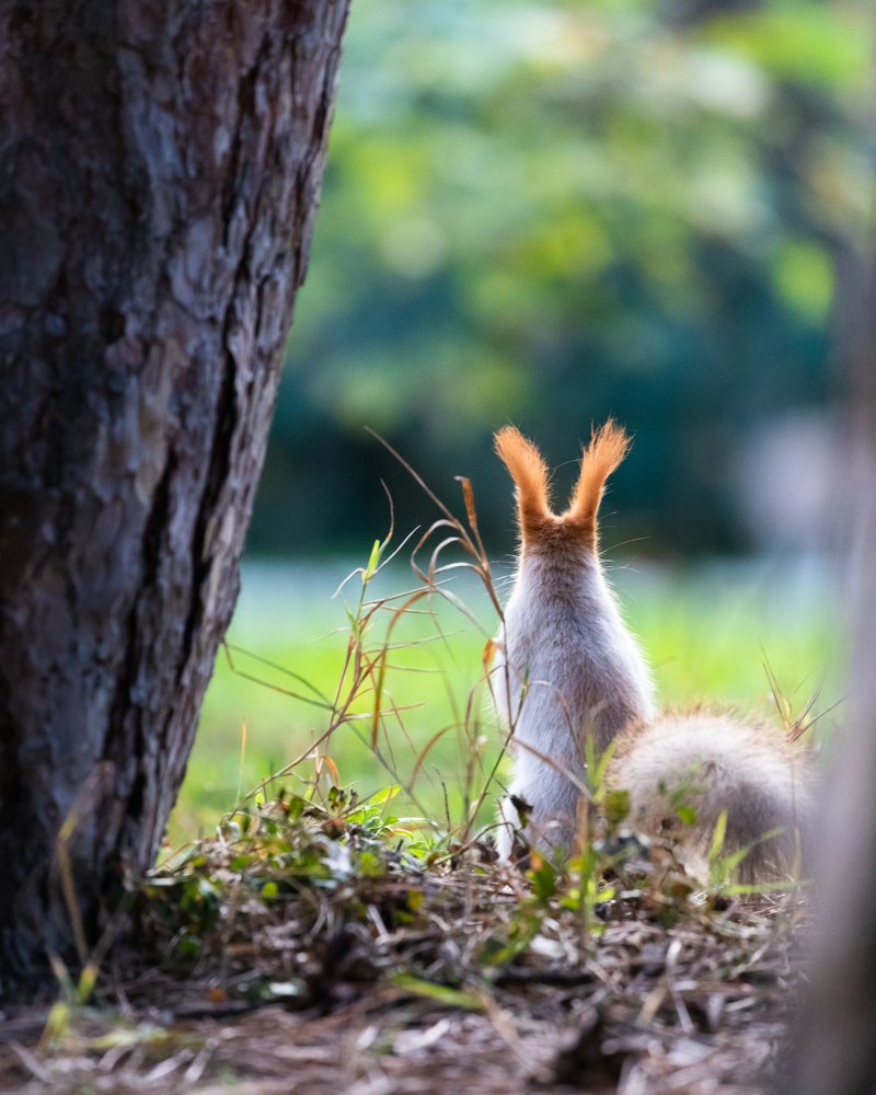 Photograph by Oleksandr Troitskyi