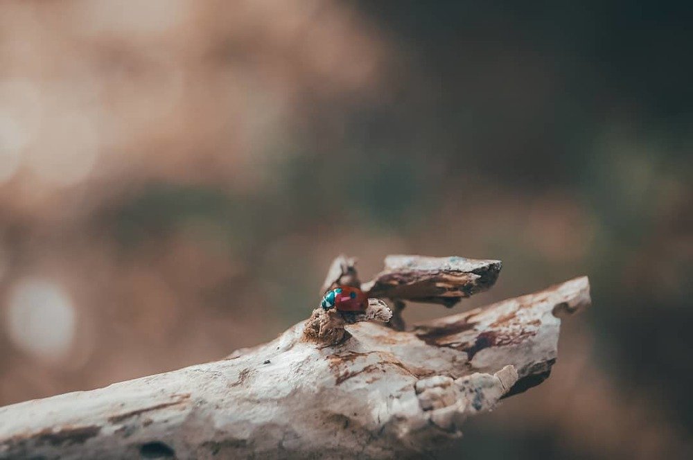 Photograph by Анна Каменева