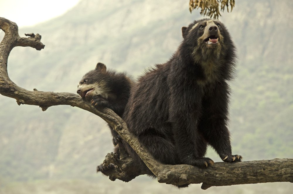 Andean bears