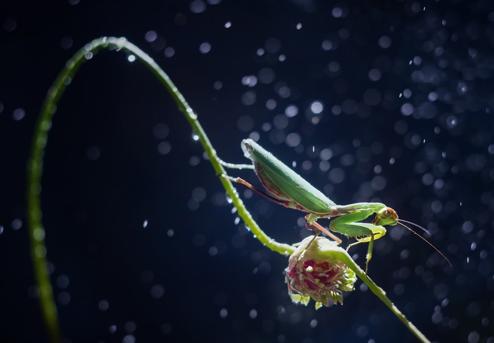 Походка, достойная маркиза