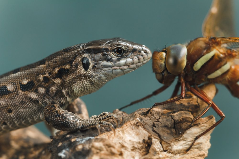 Photograph by Юлия Яремко